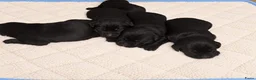 Labrador Retriever honden te koop: Labrador Retriever pups  - Advertentie 2