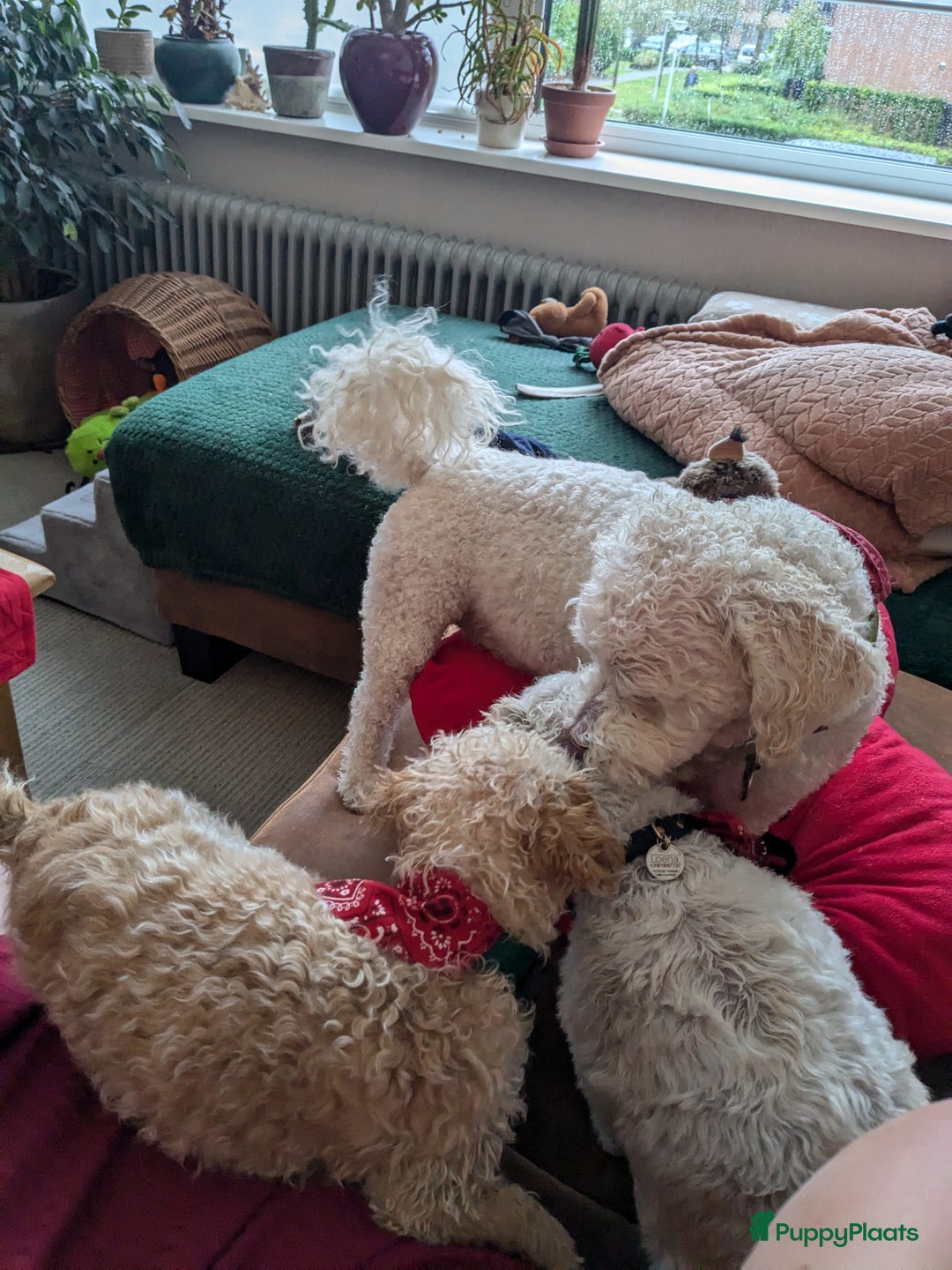 Maltipoo honden te koop: Maltipoo F1b worden rond kerst geboren 🥰 !  - Advertentie 16