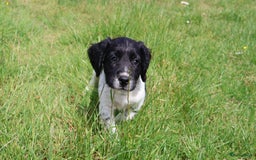 Engelse Springer Spaniel honden te koop: Lieve Engelse springer spaniel puppy's in Gameren - Afbeelding 15