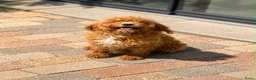 Cavapoo honden te koop: Cavapoo  - Advertentie 7