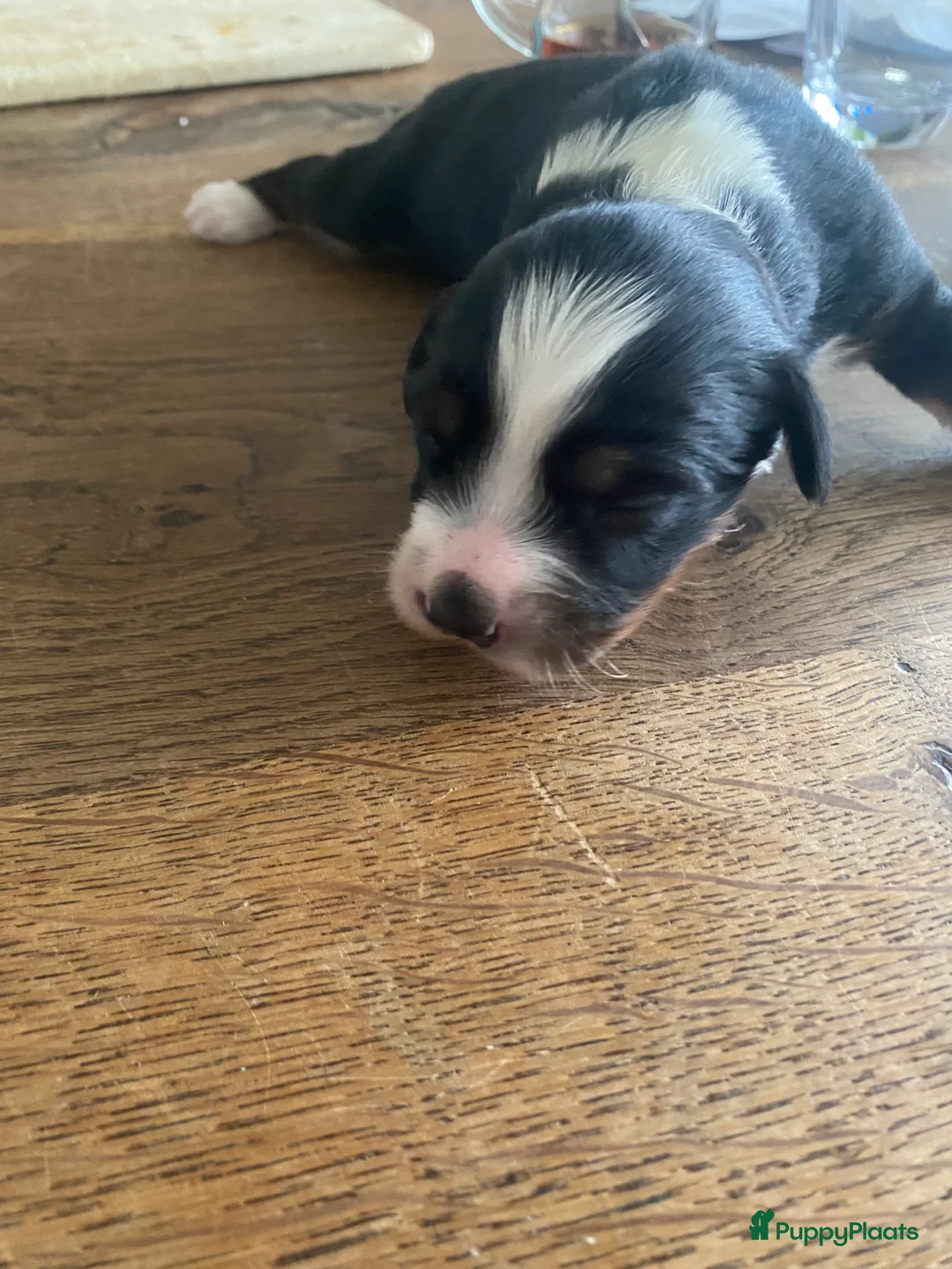 Kruising honden te koop: Mooie pups mix aussie/kooiker - Advertentie 7