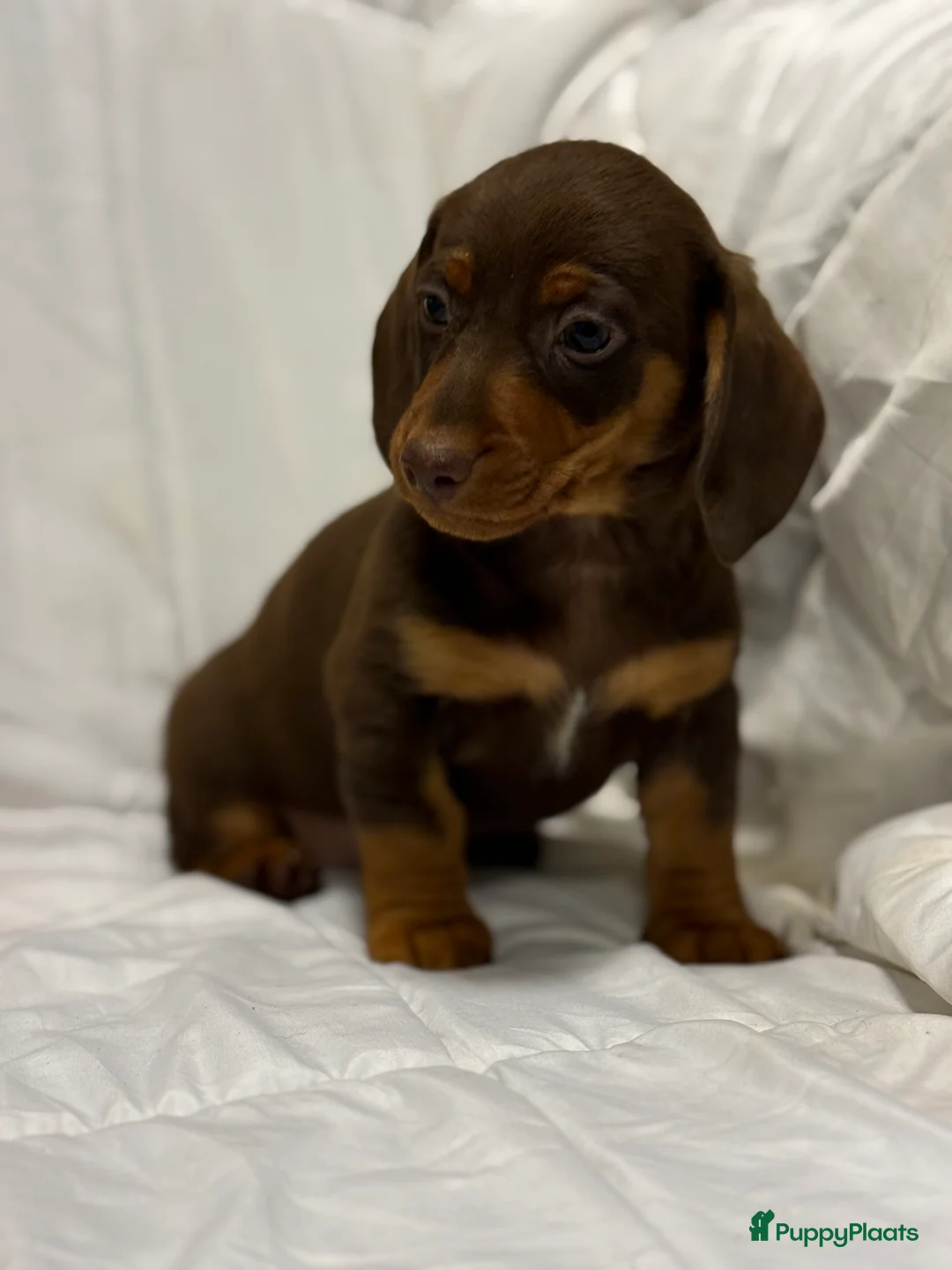 Teckel (korthaar)  honden te koop: Dwerg teckel pups  - Advertentie 20