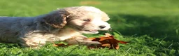Maltipoo honden te koop: Knappe Maltipoo pups. - Advertentie 16