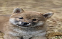 Shiba honden te koop: Shiba teefje met stamboom - Afbeelding 11