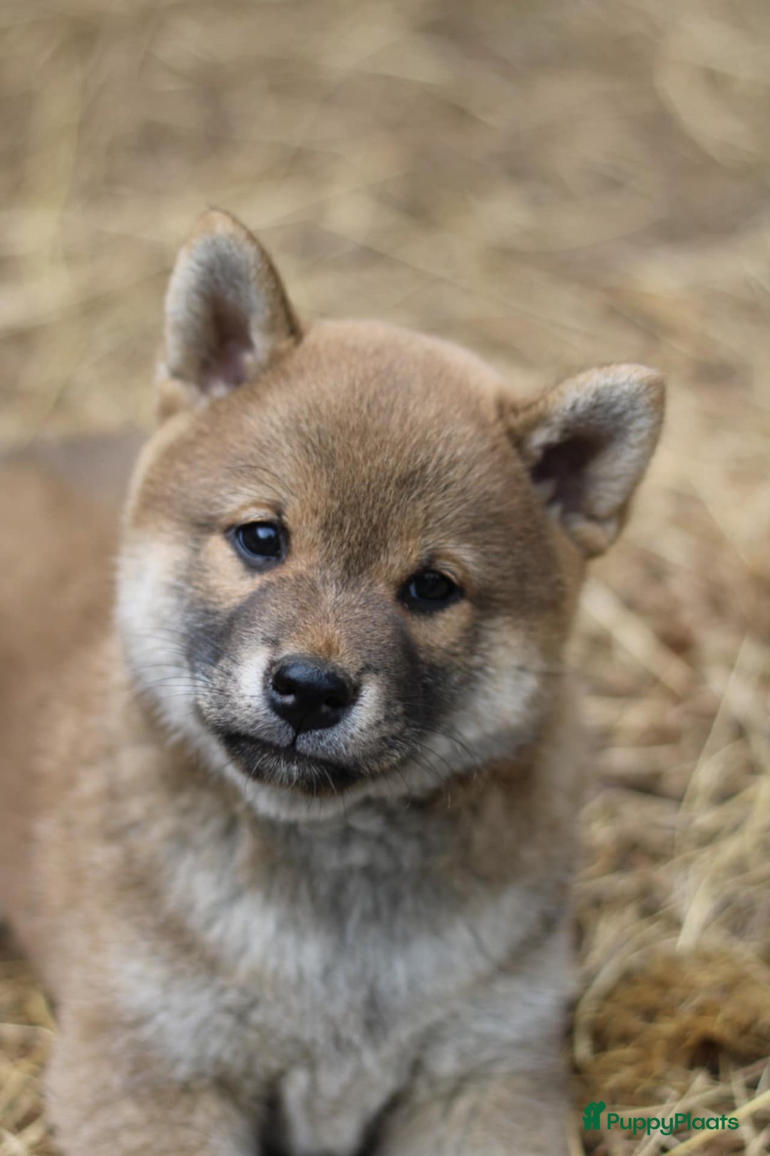 Shiba honden te koop: Shiba teefje met stamboom - Afbeelding 11