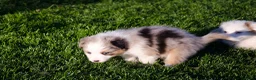 Kruising honden te koop: Border Collie Aussie pups geboren op boerderij(BE) - Advertentie 14