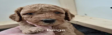 Australian Labradoodle 3