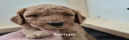 Australian Labradoodle honden te koop: Prachtige Multigen Labradoodle pups - Advertentie 5
