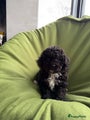 Maltipoo Puppy 8
