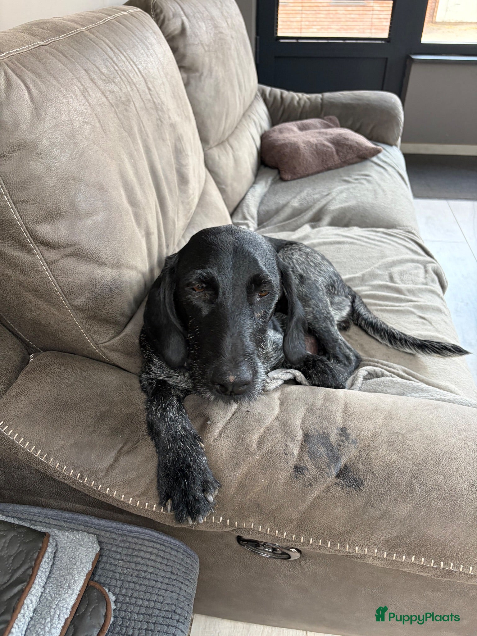 Duitse Staande Hond Draadhaar honden te koop: Pups Duitse staande draadhaar  - Advertentie 2