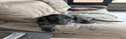 Duitse Staande Hond Draadhaar honden te koop: Pups Duitse staande draadhaar  - Advertentie 1
