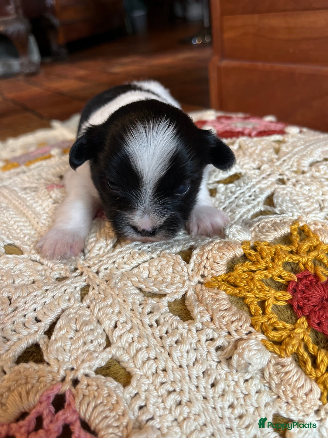 Kruising honden te koop: Kruising Boomer chihuahua !!nog twee beschikbaar!! - Advertentie 31