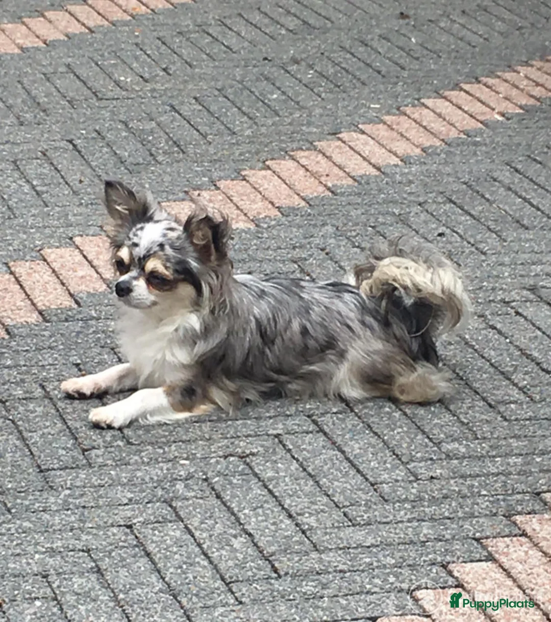 Chihuahua honden ter dekking: Chihuahua choco merle dek reu in Boxtel - Advertentie 5