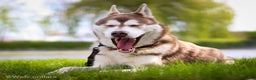 Siberische Husky honden ter dekking: Licht rode dekreu ter aanbieding in Roeselare - Advertentie 4