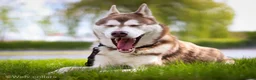 Siberische Husky honden ter dekking: Licht rode dekreu ter aanbieding in Roeselare - Advertentie 4