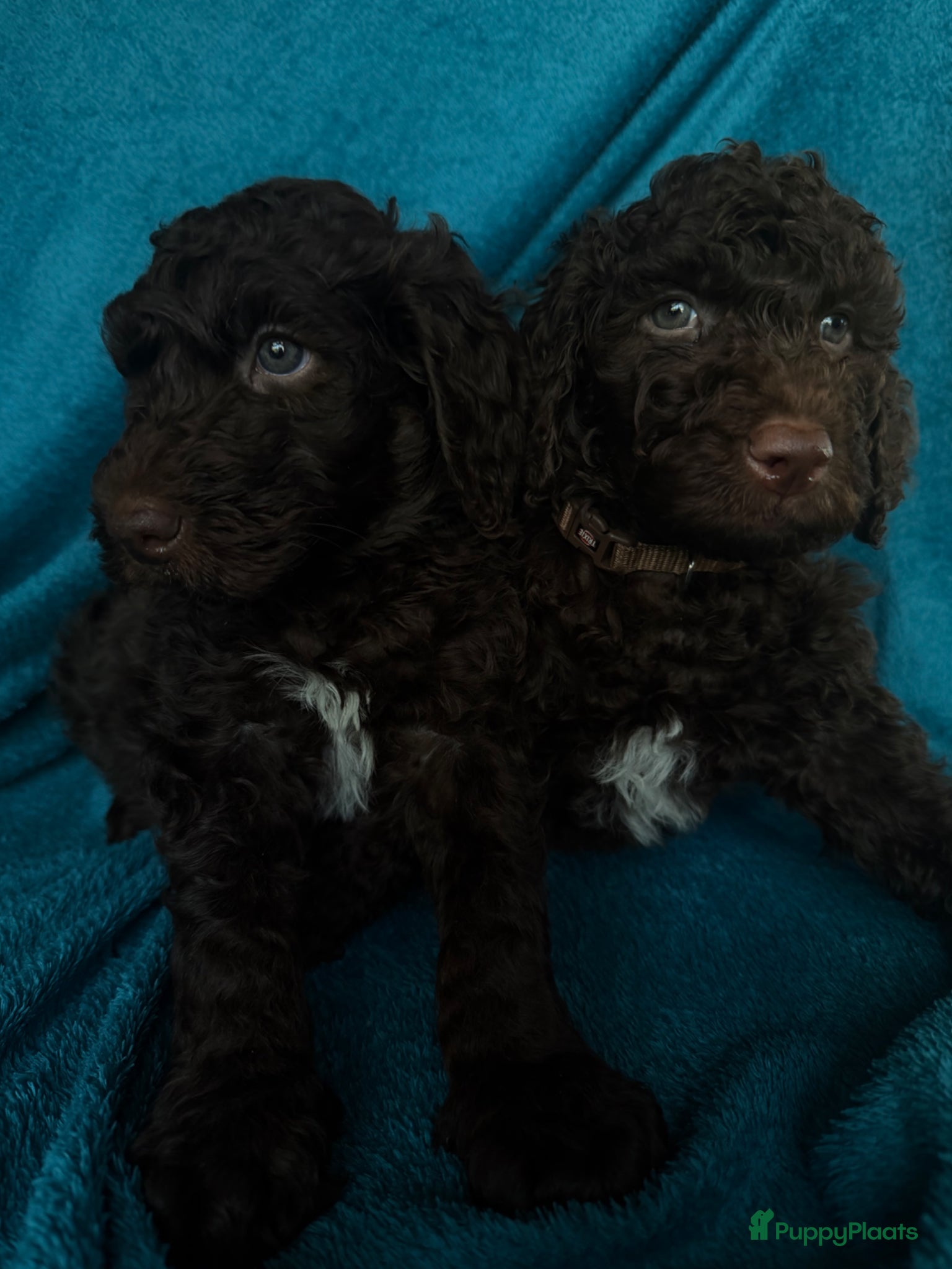 Australian Labradoodle honden Geweldig bruine medium Australian Labradoodle pups - Advertentie 1