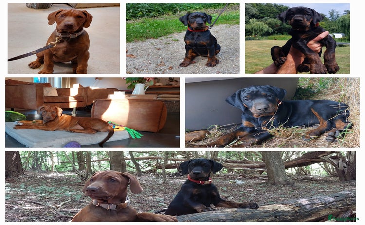 Dobermann honden - Advertentie 1