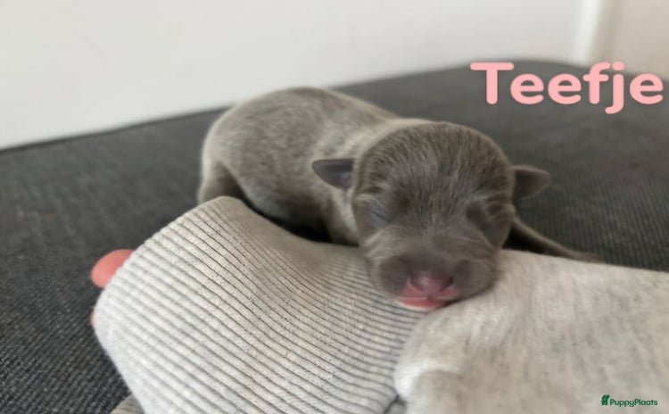 Kruising honden - Advertentie 4