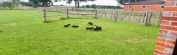 Jack Russel Terriër honden te koop: Jack Russell pups zoeken gouden mandje - Advertentie 3