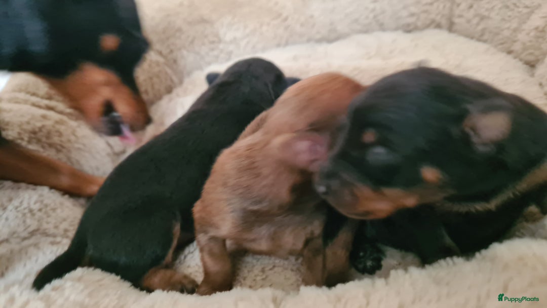 Praagse Rattler honden te koop: 100% Praagse rattler raszuivere puppy's  krysarik  - Advertentie 3