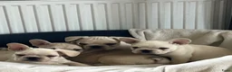 Franse Bulldog honden te koop: Franse Bulldog pups België  - Advertentie 6