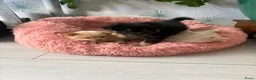Kruising honden te koop: Pomchi x keeshond puppy’s  - Advertentie 8