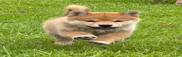Shiba honden te koop: Shiba inu pups van top ouders - Advertentie 10