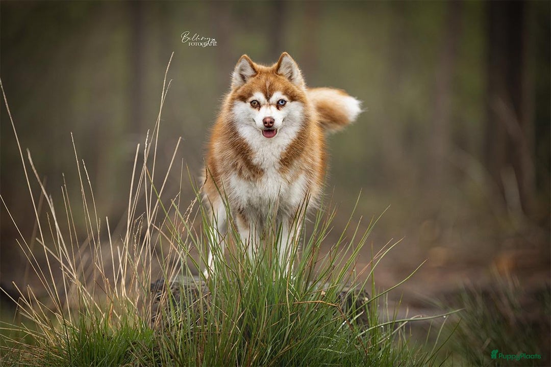 Pomsky honden te koop: Super mooie Pomsky puppy’s  - Afbeelding 13