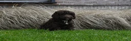 Australian Labradoodle honden te koop: Prachtige Chocolade bruine Labradoodle pup - Advertentie 8