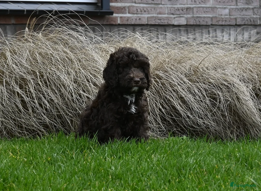 Australian Labradoodle honden te koop: Prachtige Chocolade bruine Labradoodle pup - Advertentie 8