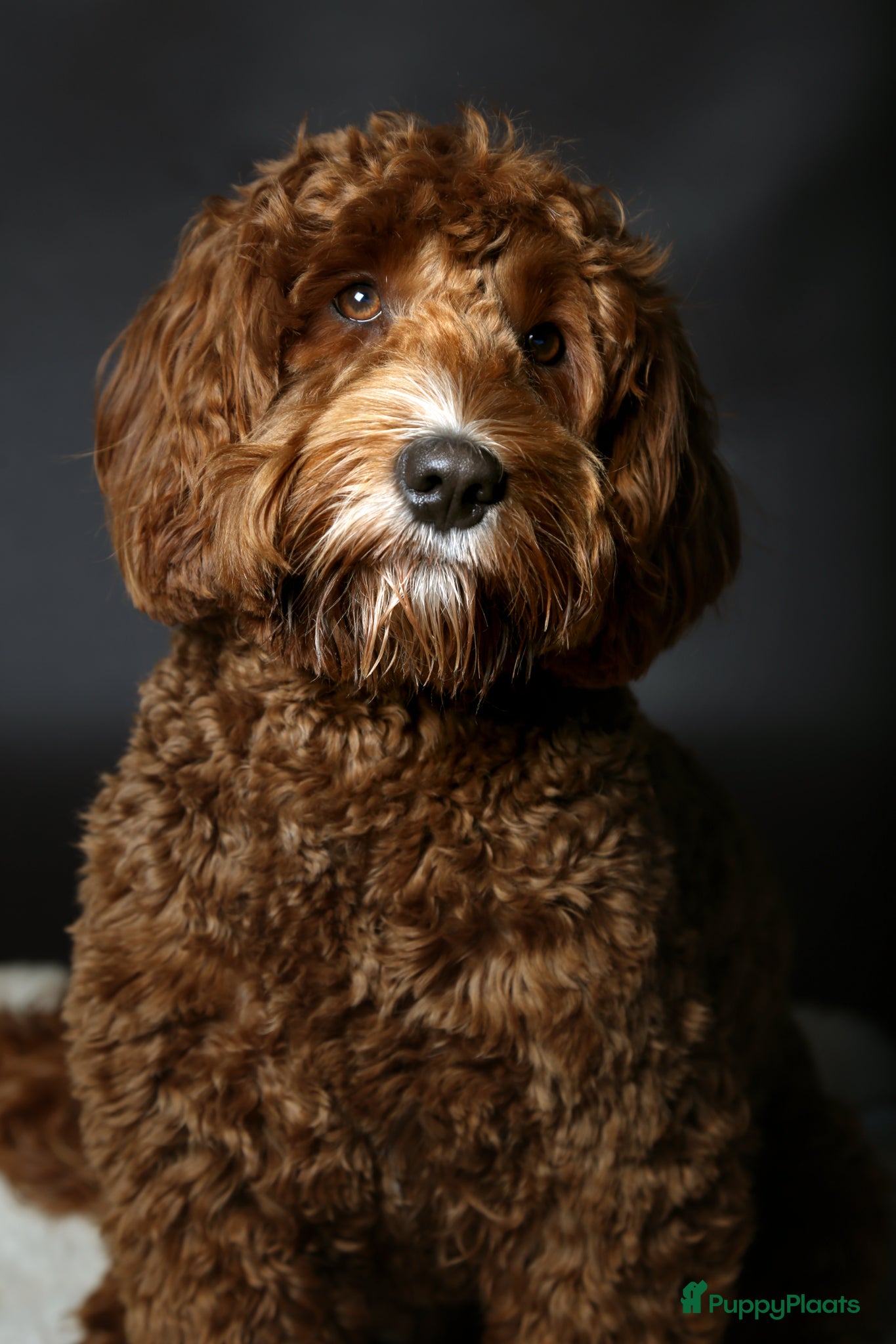 Australian Labradoodle honden ter dekking: Prachtige Dekreu  - Advertentie 6