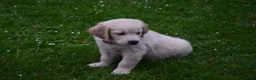 Golden Retriever honden te koop: Golden Retriever pup met stamboom - Advertentie 3