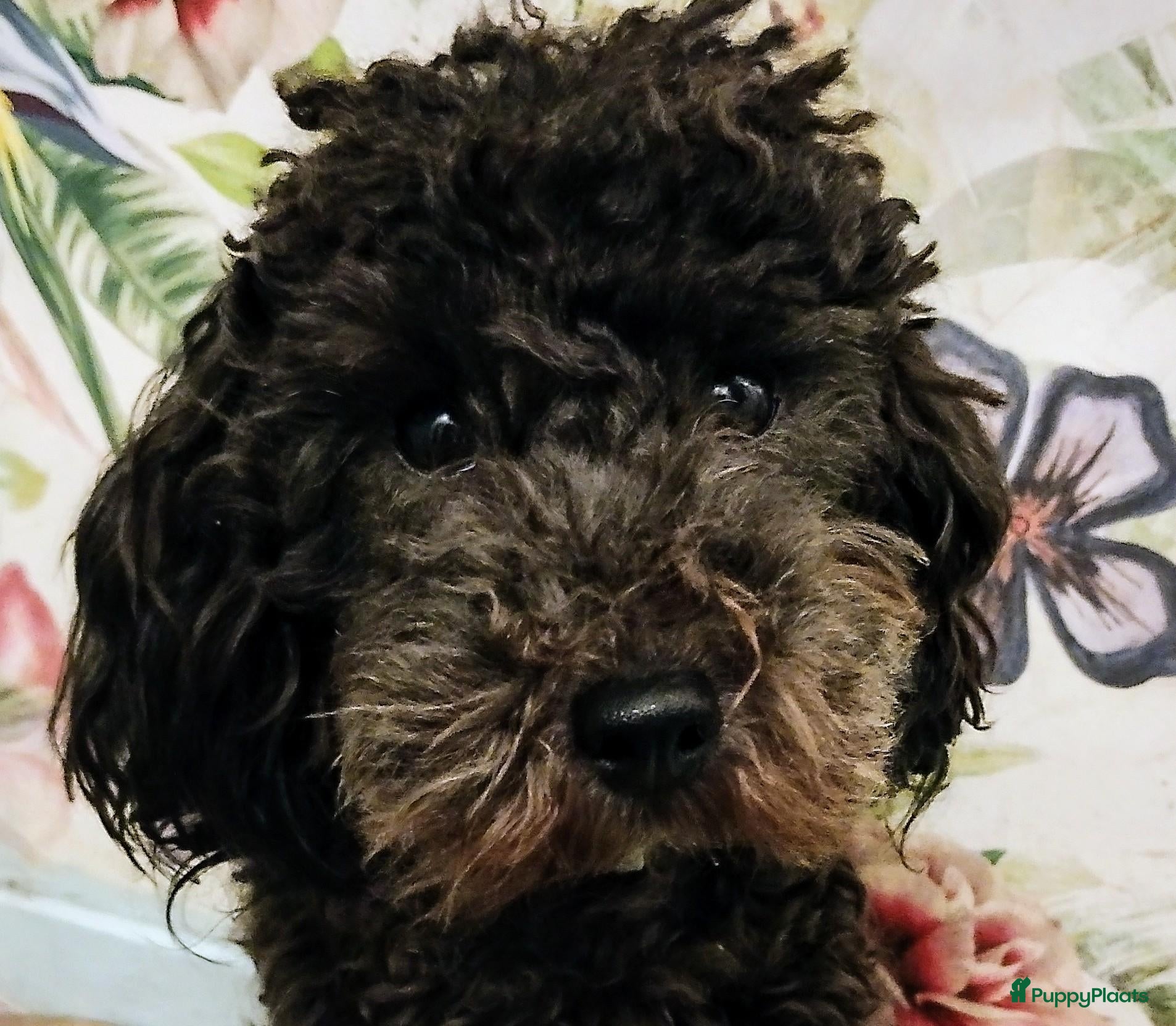 Poedel Toy honden Ter adoptie ontzettend lieve Toy poedel reu - Advertentie 1