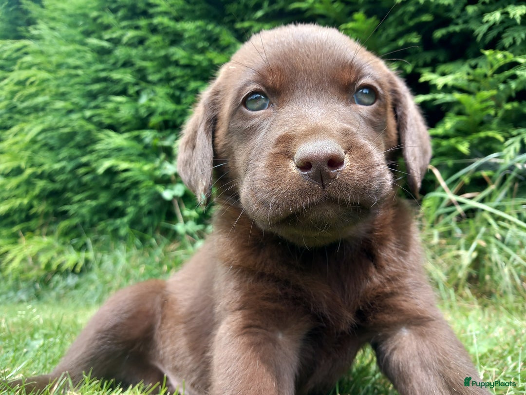 Labrador Retriever honden te koop: Chocolade labrador pups in Maastricht - Afbeelding 9