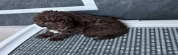 Kruising honden te koop: Prachtige hypoallergene pups ideale gezinshondjes - Advertentie 3