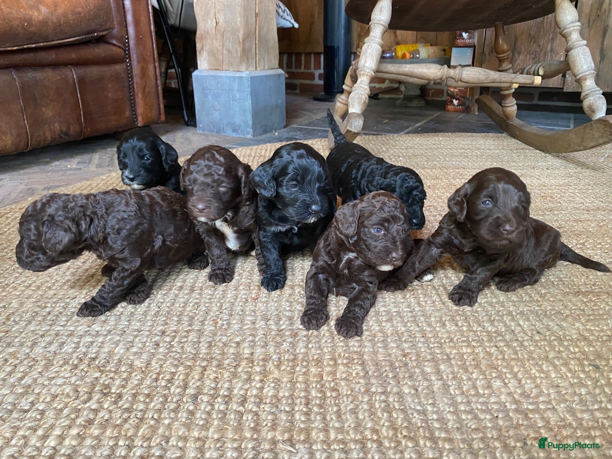 Kruising honden ALF 3! MINI labradoodle pups 🤎🖤 - Advertentie 1