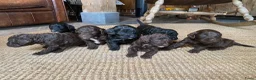 Kruising honden te koop: MINI x Medium labradoodle pups 🤎🖤 - Advertentie 15