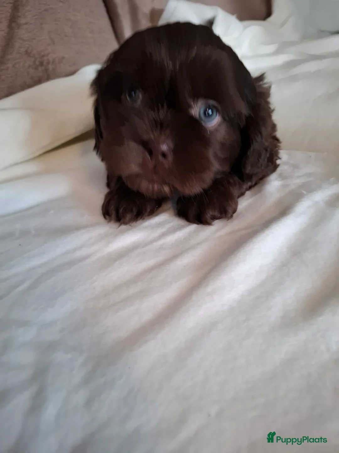 Kruising honden te koop: Mooi nestje boomerpups  - Advertentie 3