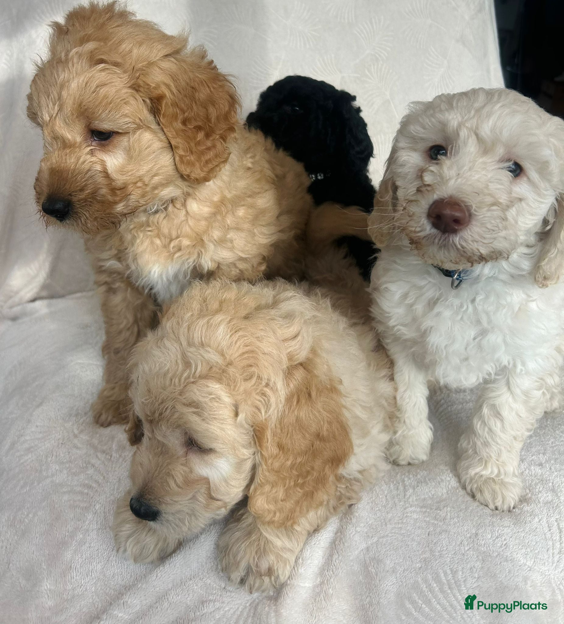 Labradoodle honden Labradoodle puppy's - Advertentie 2