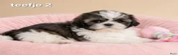 Boomer honden te koop: Super mooie boomer pups. Shih tzu  - Advertentie 8