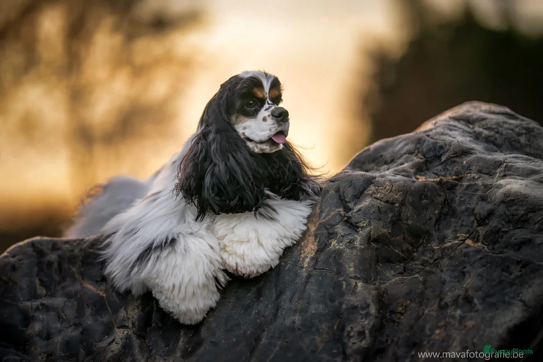 Galerij afbeelding {{count}}