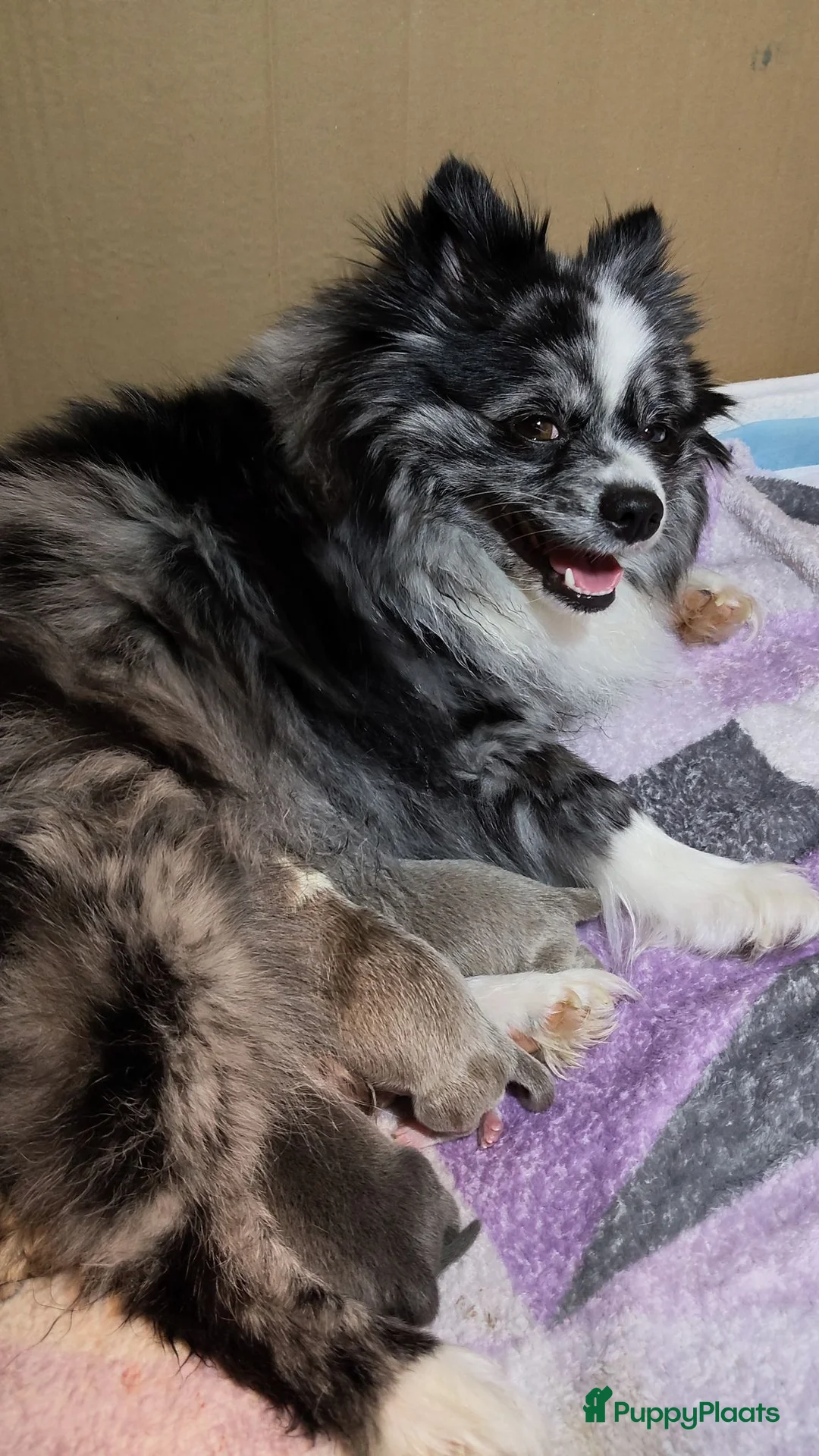 Pomchi honden te koop: Lieve Pomchi pups mogen vanaf morgen verhuizen  - Advertentie 1