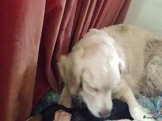 Goldador honden Hele lieve gezonde goldador pups tka - Advertentie 3