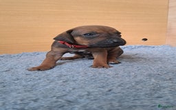Rhodesian Ridgeback honden te koop: Super schattige Rhodesian Ridgeback pups te koop! in Sint-Michielsgestel - Afbeelding 3
