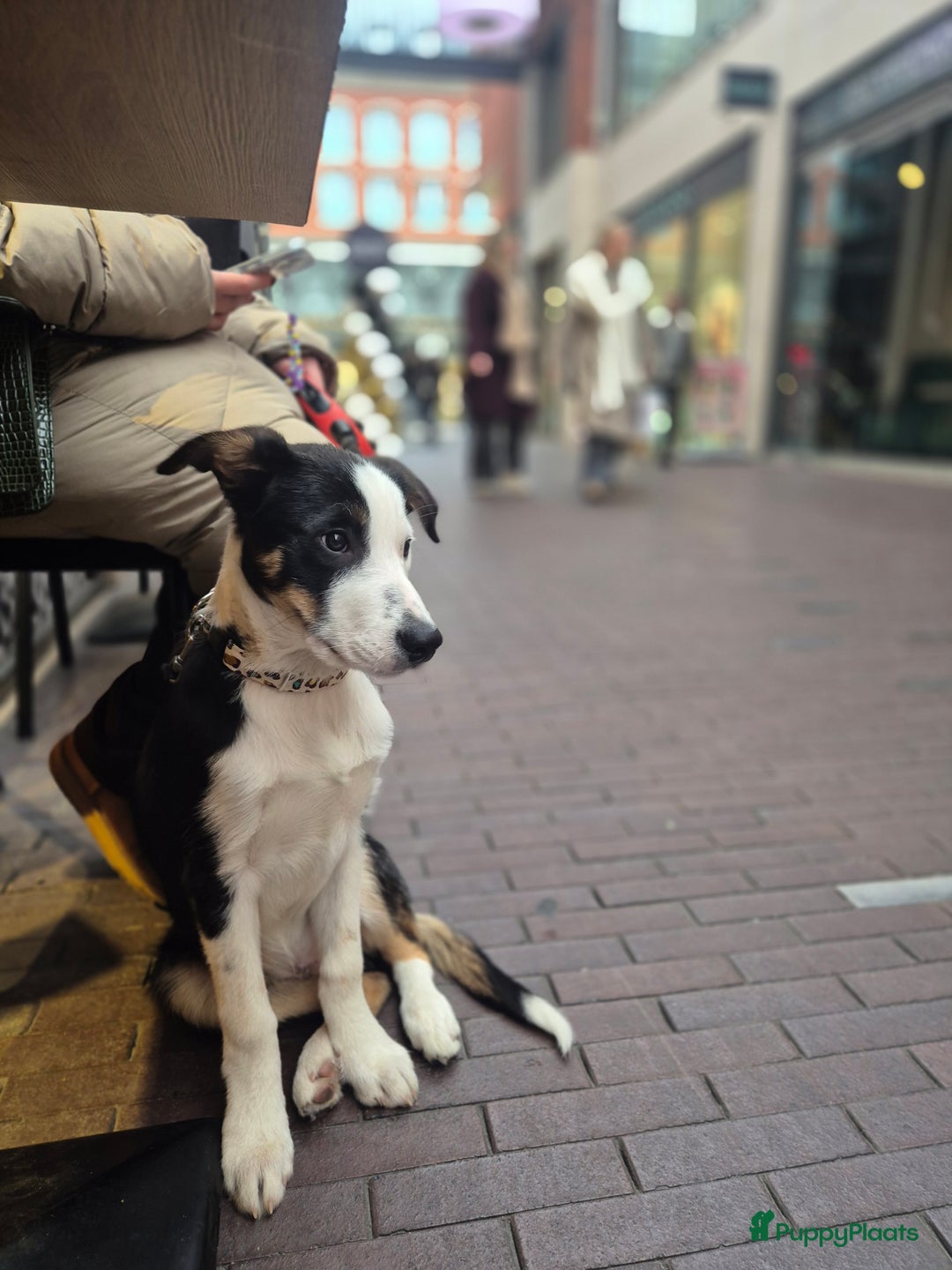 Border Collie honden te koop: Border Collie pups met stamboom - Advertentie 2