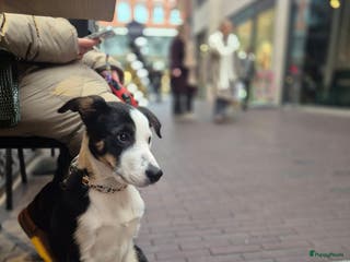 Border Collie honden Border Collie pups met stamboom - Advertentie 3