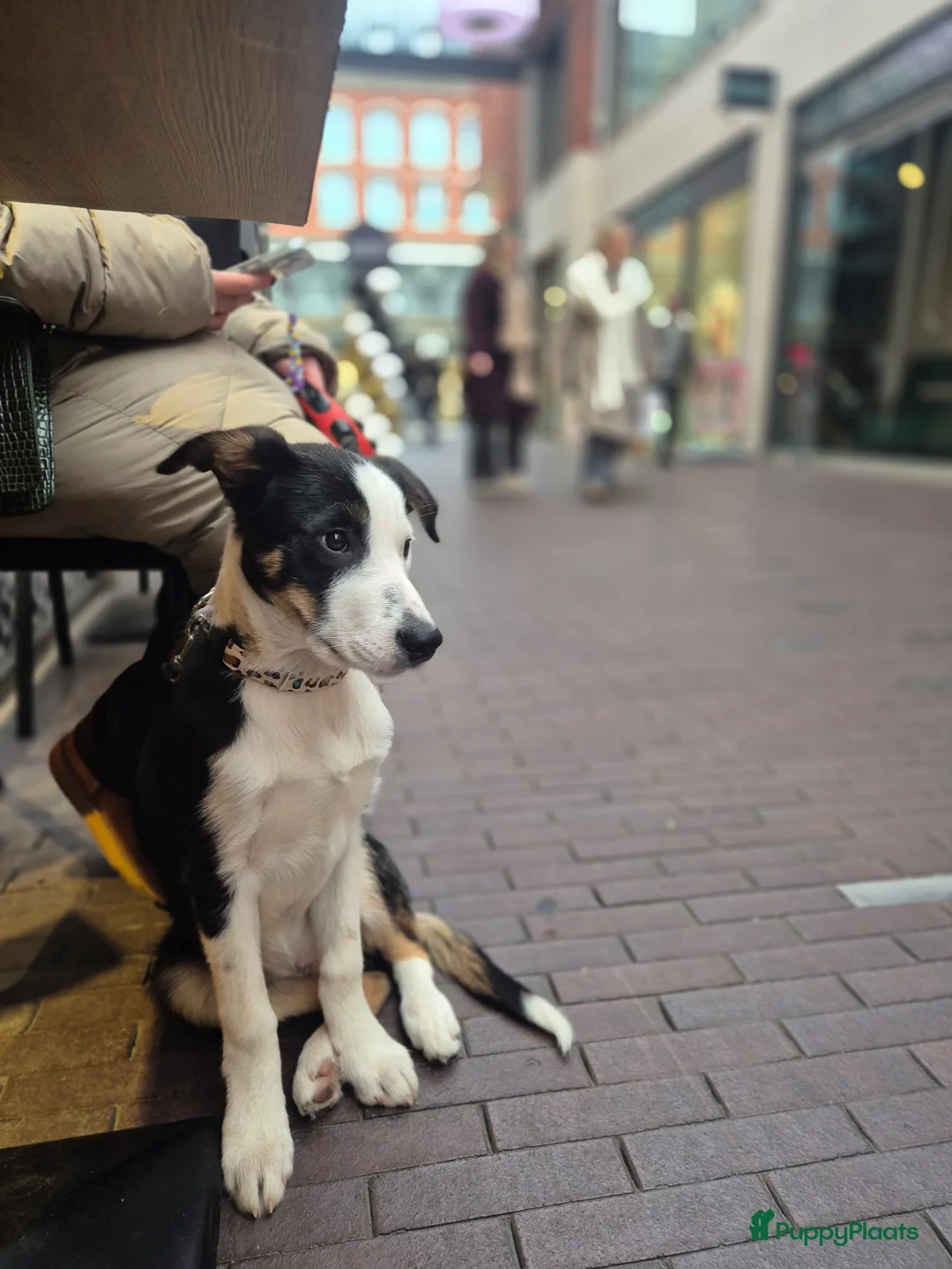 Border Collie honden te koop: Border Collie pups met stamboom - Advertentie 1