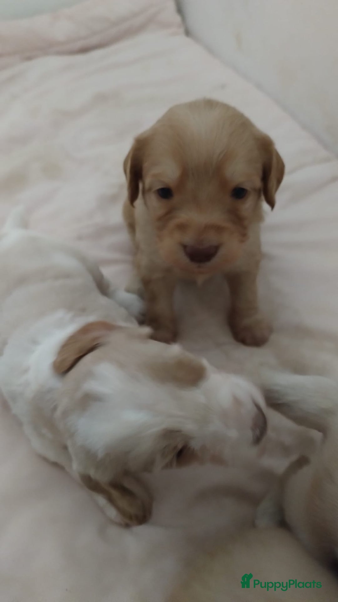 Australian Labradoodle honden te koop: Australian Labradoodle pups in Strijen - Afbeelding 19