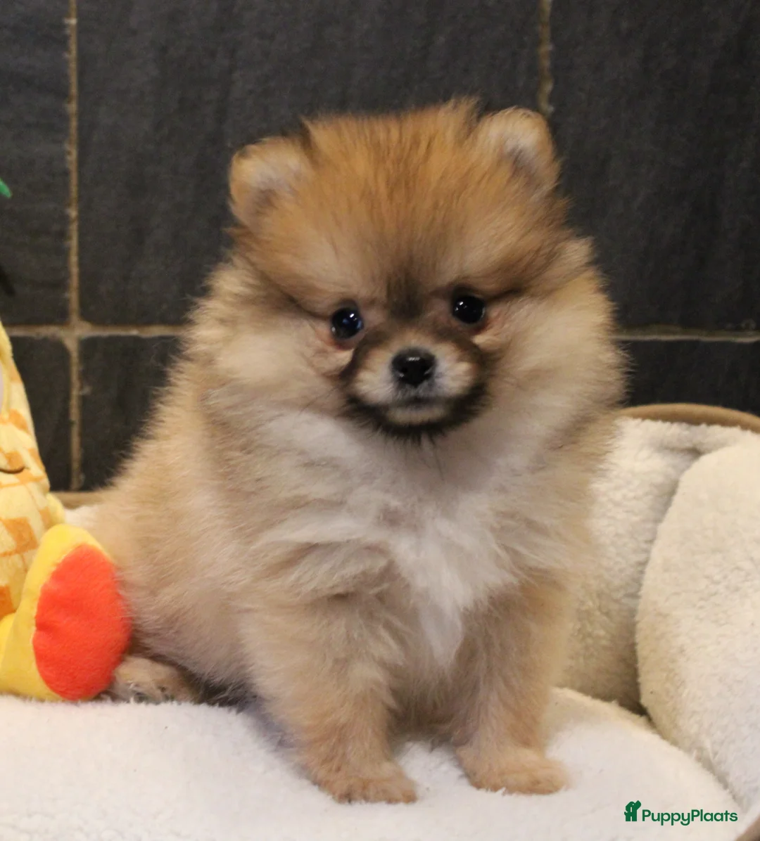 Pomeriaan honden te koop: Pomeriaan pups - Advertentie 6