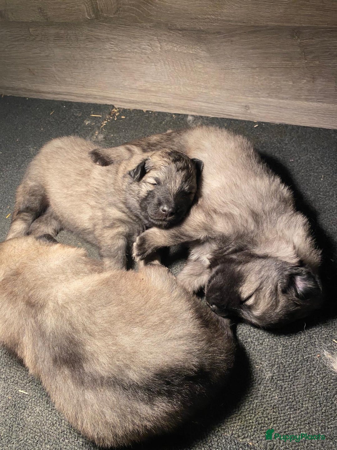 Keeshond honden te koop: Raszuivere blauwe /wolfsgrijze grote keeshond pups - Advertentie 18